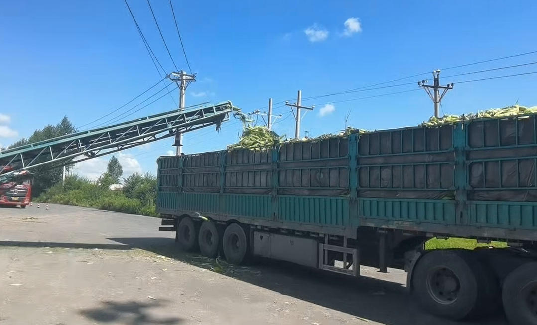 金秋豐收季！哈市香坊區向陽鎮東興村兩千畝鮮食玉米喜迎豐收