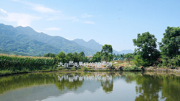 承千年酒脈之魂   四川綿竹精心打造雪山下的美酒名城