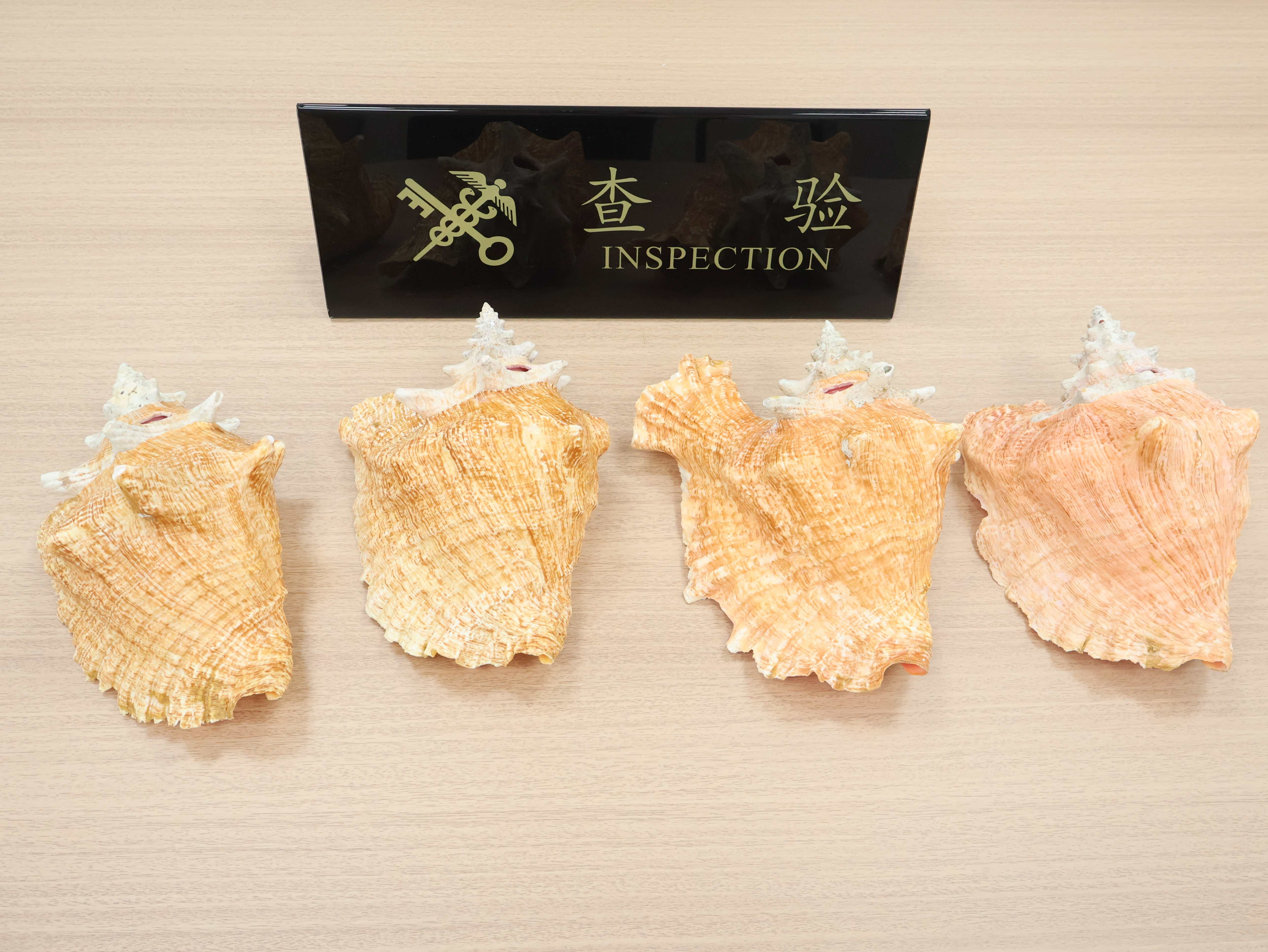 中山港海關查獲旅客攜瀕危物種大鳳螺貝殼進境