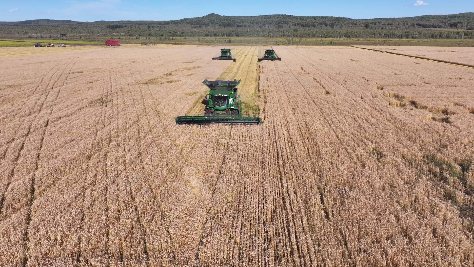 有片｜黑龍江省呼瑪縣：4.35萬畝寒地小麥收割接近尾聲