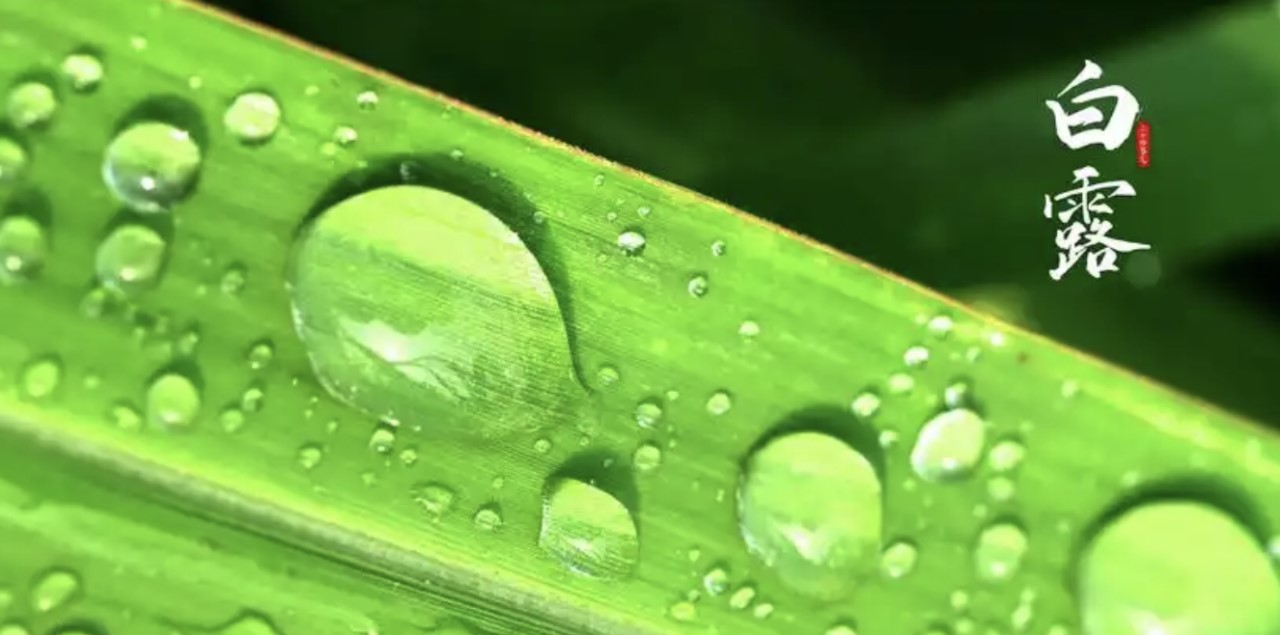 白露到，夏秋換季要注意