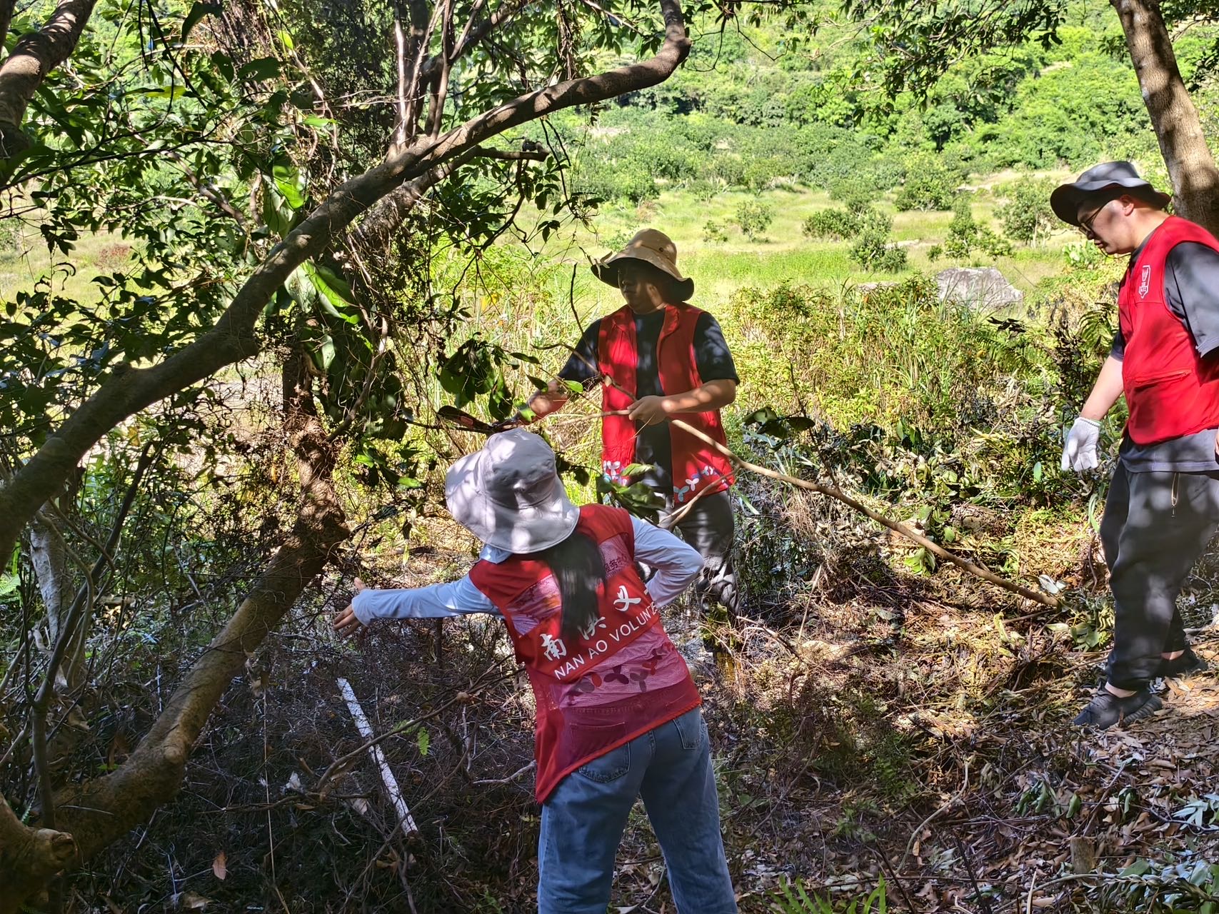 深圳南澳開展公益森林撫育 扮靚鹿嘴生態
