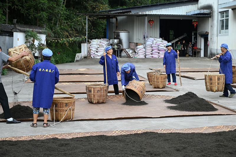 皖祁門蘆溪：「日曬夜露」茶事盛 蘆溪安茶別樣香