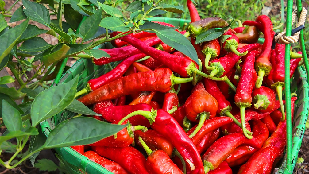 樵山奏響「椒」響曲  皖黃山區發展林下經濟實現一地雙收