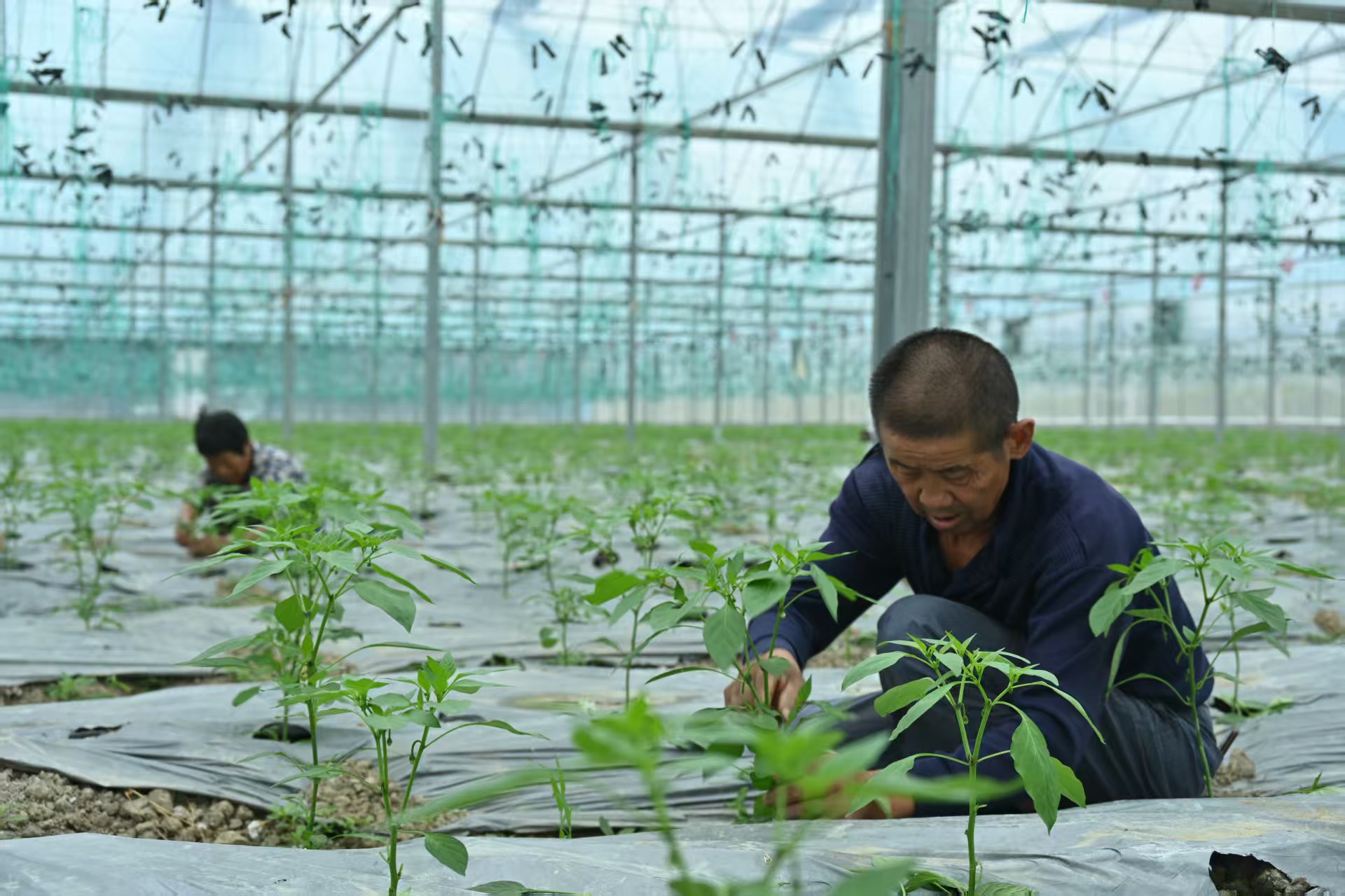 湖北宣恩：優質新鮮蔬菜直供香港