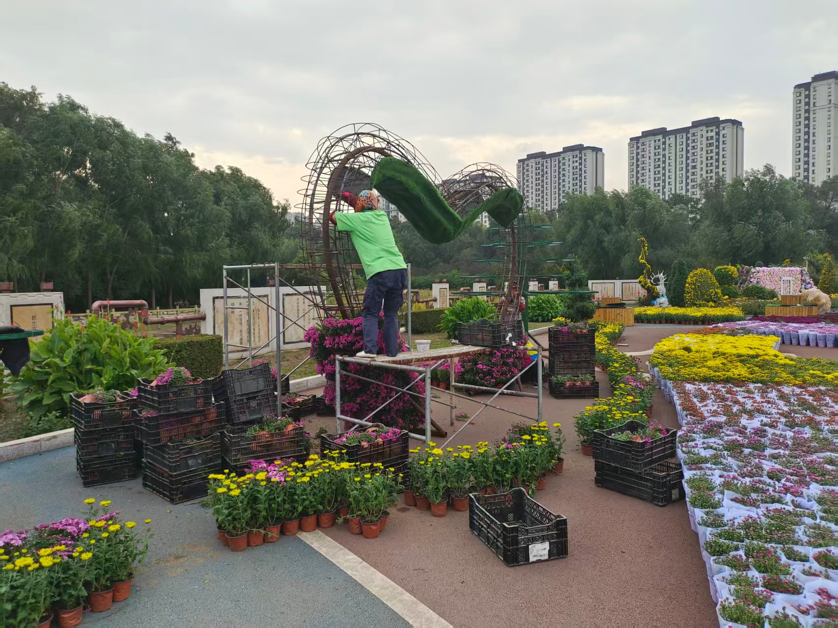 哈市香坊區：50餘名園林工人晝夜奮戰  14日可赴勞動公園共賞「菊韻流芳」