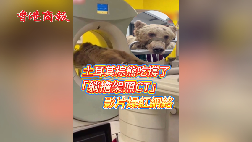 有片丨土耳其棕熊吃撐了 「躺擔架照CT」影片爆紅網絡