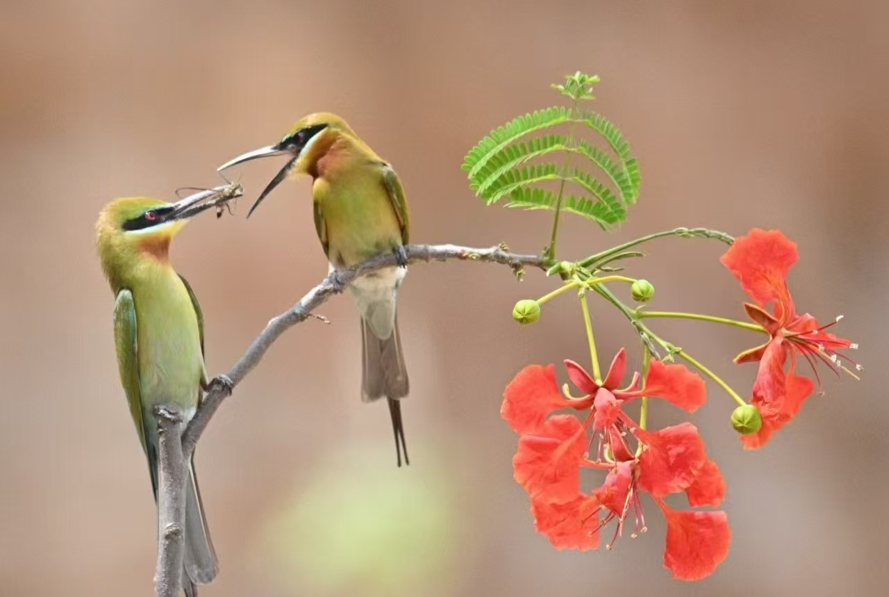乾熱河谷飛出生態精靈：元謀縣多年守護 「最美小鳥」成新名片