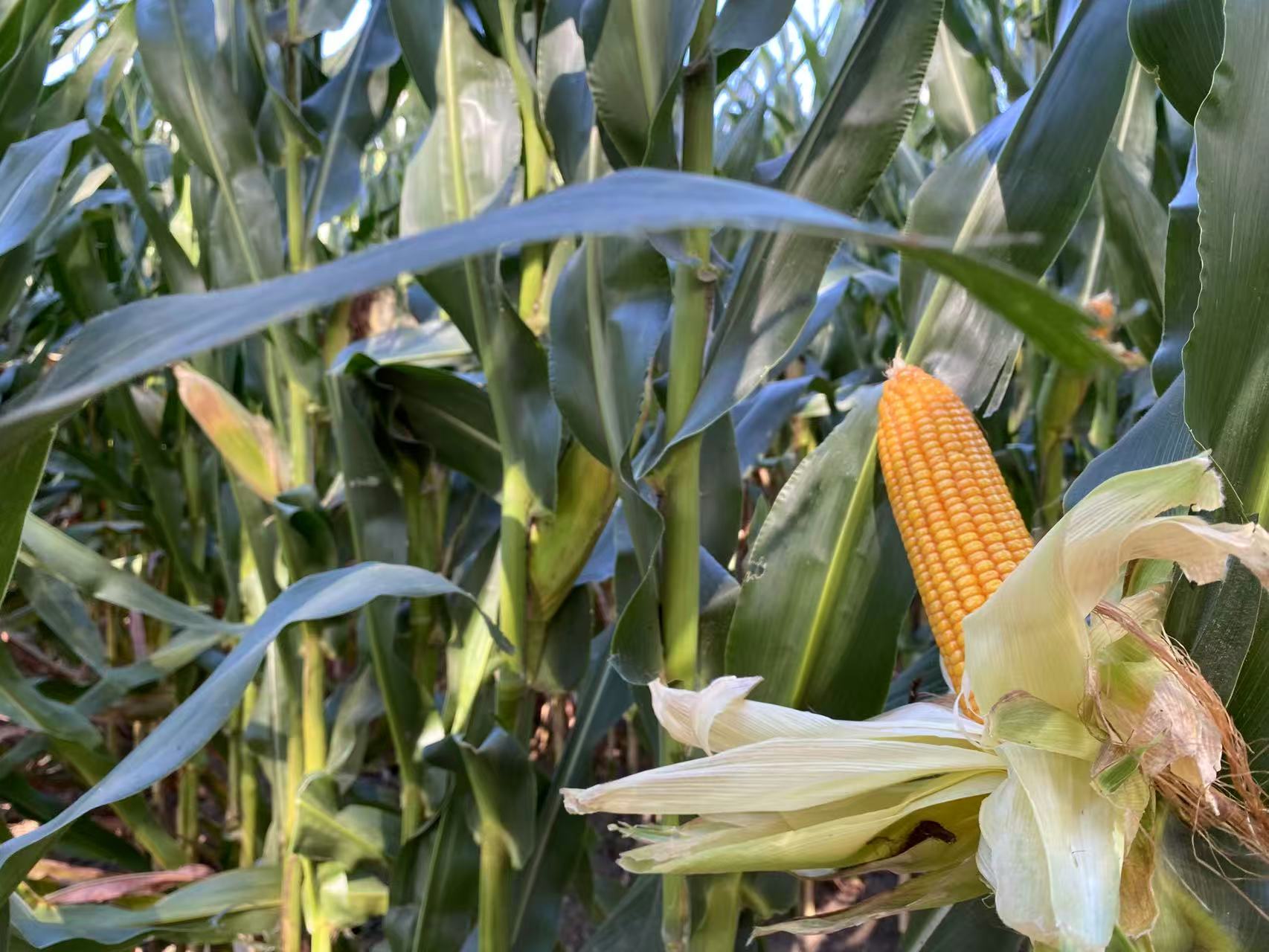 黑龍江肇州縣：特色種植蹚出鄉村振興新路子