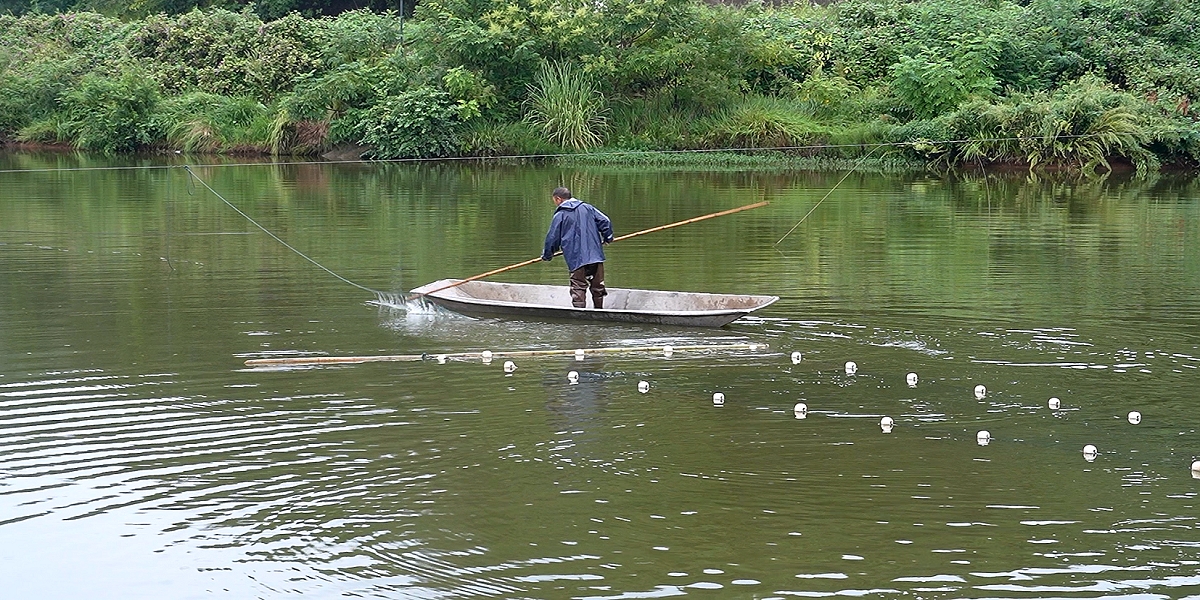 堅持「人放天養」 四川梓潼魚肥品優經濟生態效益雙贏