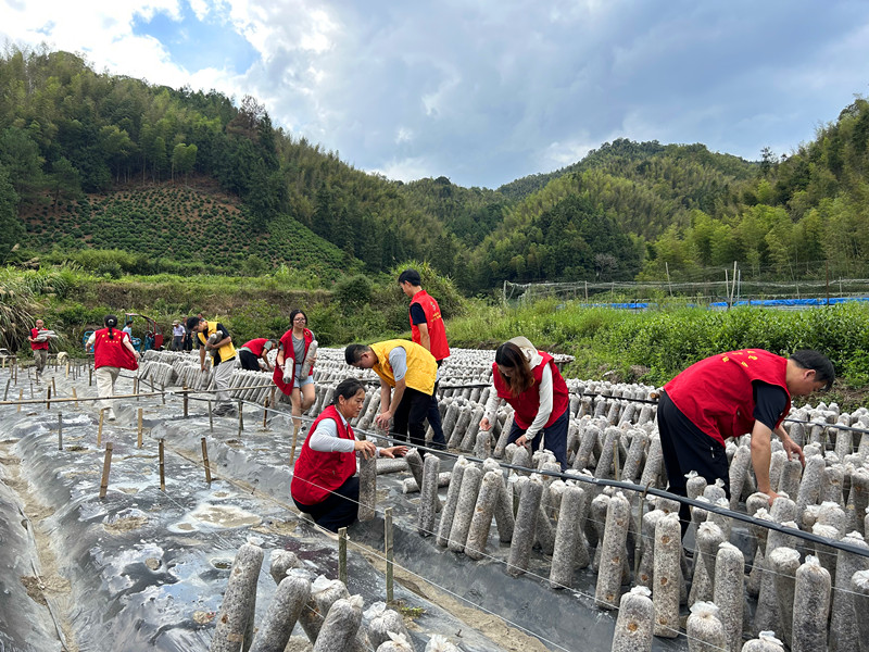 皖黟縣洪星：依託生態優勢  多元化發展集體經濟