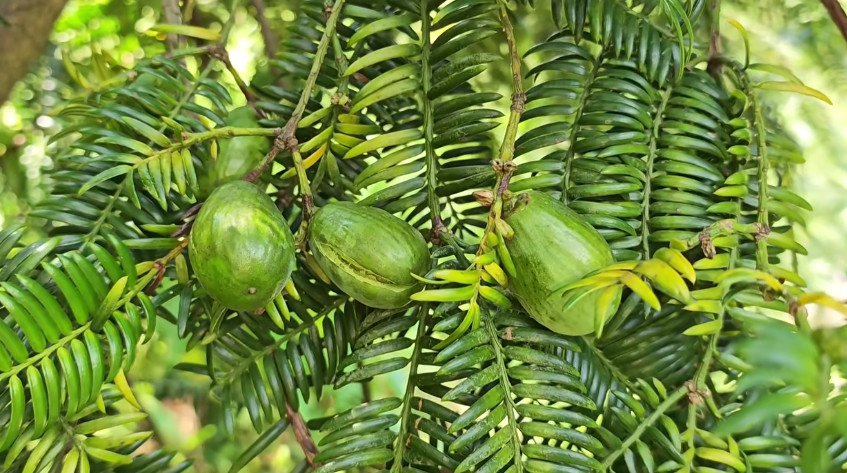 皖休寧縣鶴城：三江源頭生態美  高山香榧迎豐收