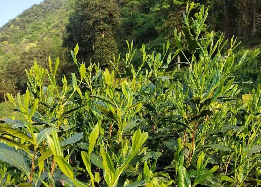 皖黟縣宏潭：拓展特色種養 「生態+產業」融合發展促共富