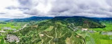 盈江：一顆澳洲堅果的「黃金蛻變」 小果子撬動十億元大產業