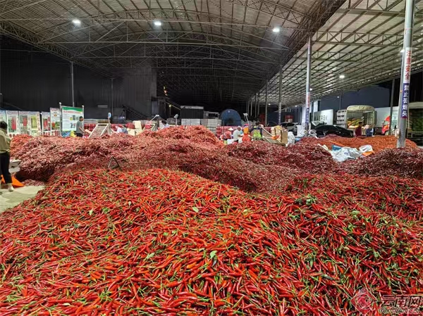 雲南文山硯山縣已成為全國第二大辣椒市場