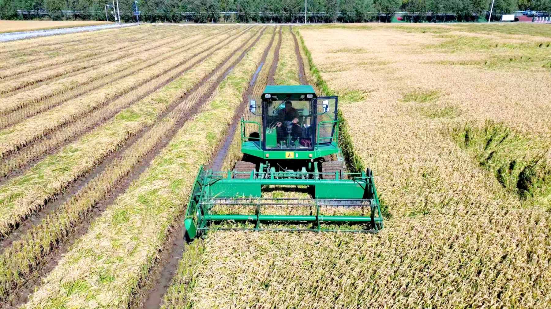 北大荒農業股份江濱分公司水稻精準開鐮 喜迎雙節搶「鮮」上市