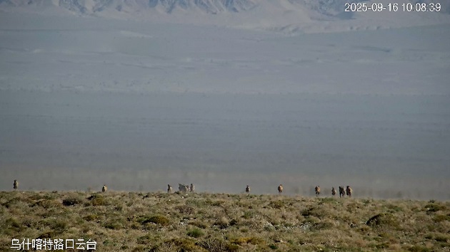 安南壩保護區驚現大規模野駱駝群  數量創近年新高