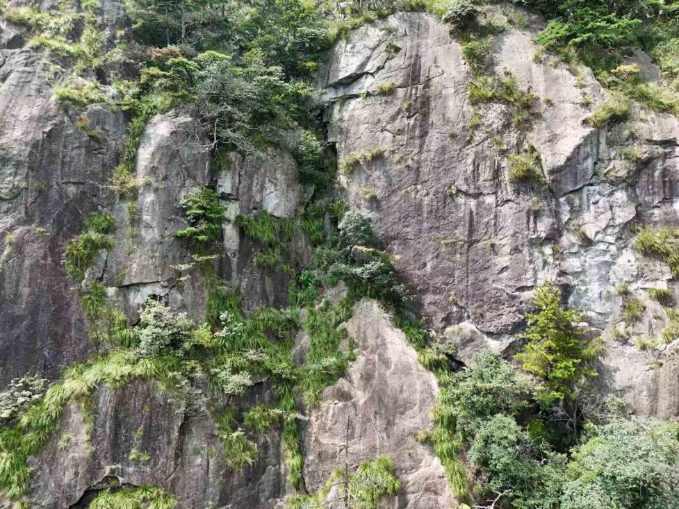 皖祁門牯牛降發現霍山石斛野生種群