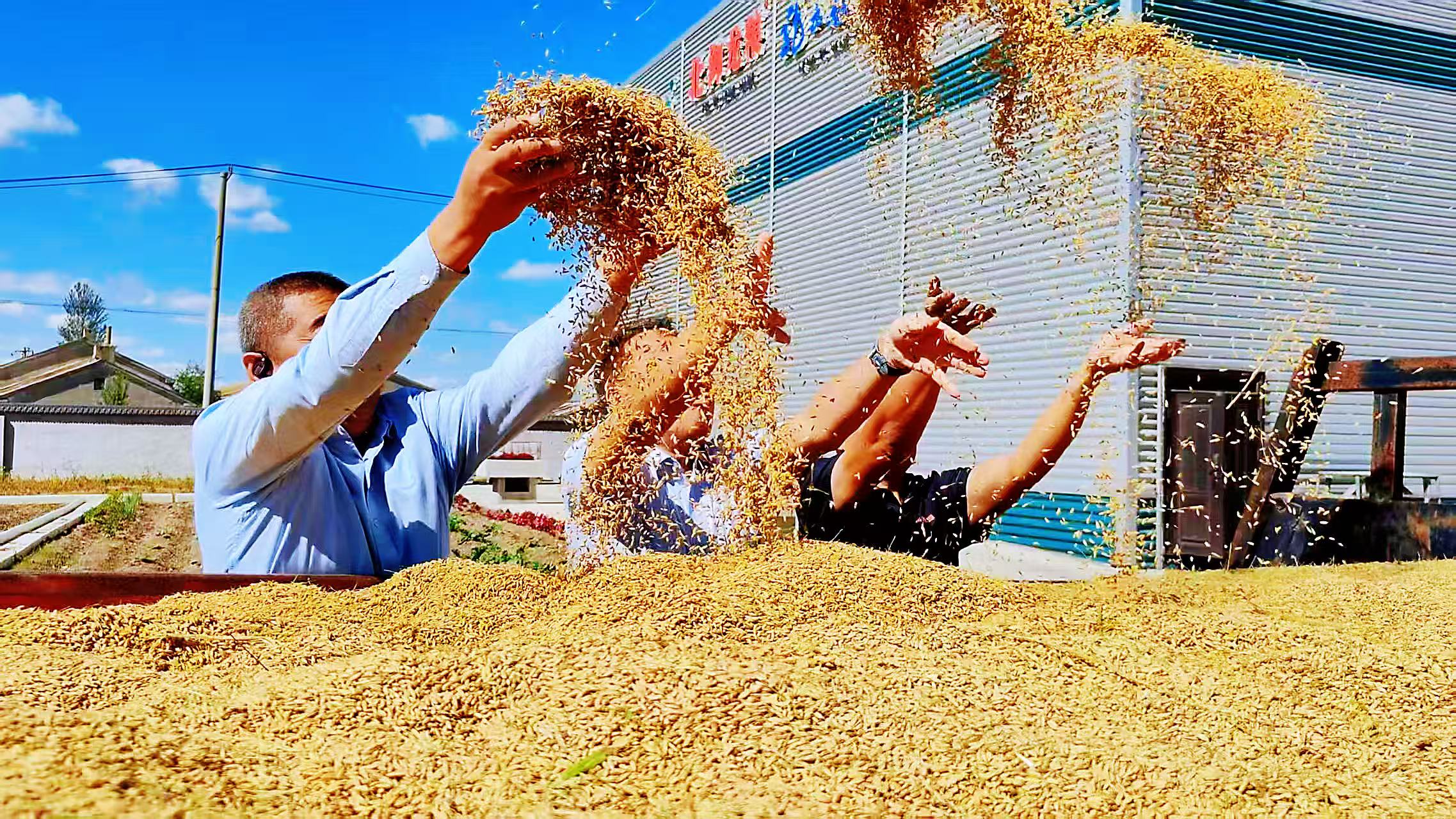 黑龍江稻禾源米業：堅守「糧心」 讓五常大米香飄萬里