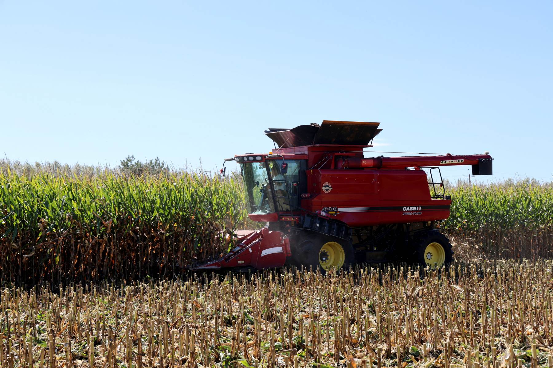 大地鋪金糧滿倉！北大荒江濱玉米收穫好「豐」光