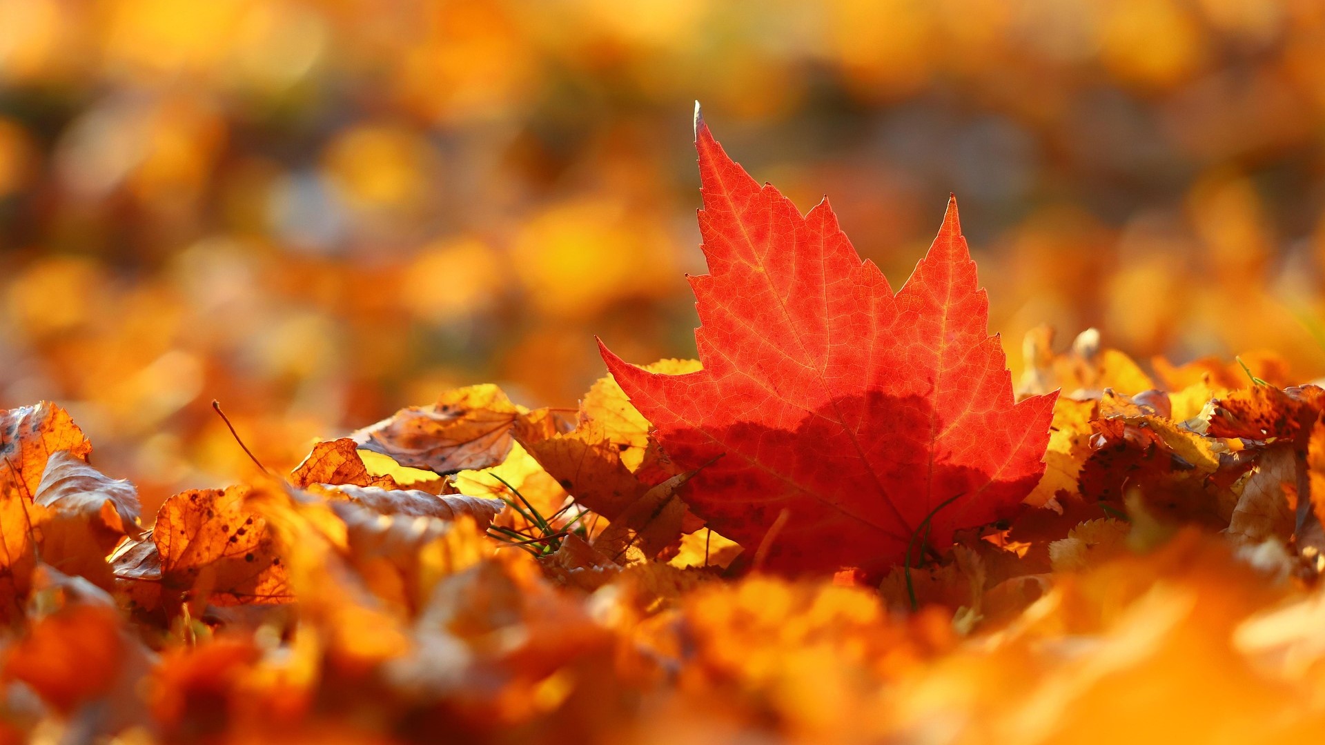 【健康】秋季養生 養陰潤肺