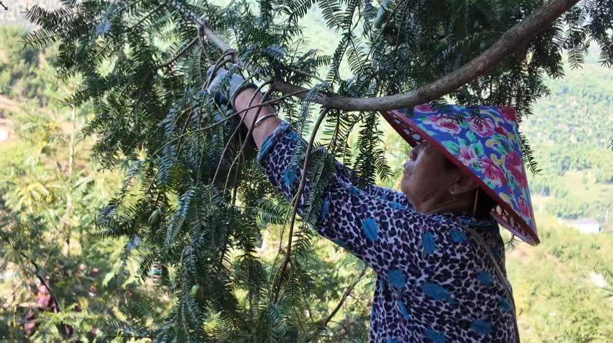 皖黃山區：秋滿城瀾 榧香富農