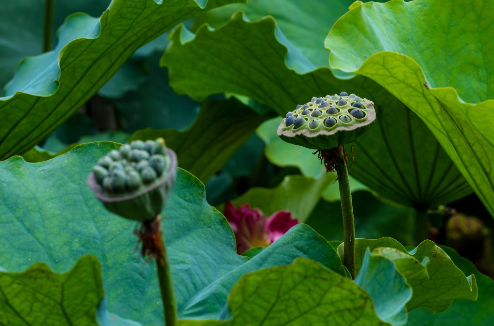節氣專稿丨陳耀輝：秋分