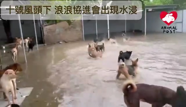 有片｜屯門龍鼓灘狗場水浸 渠務署協助排水