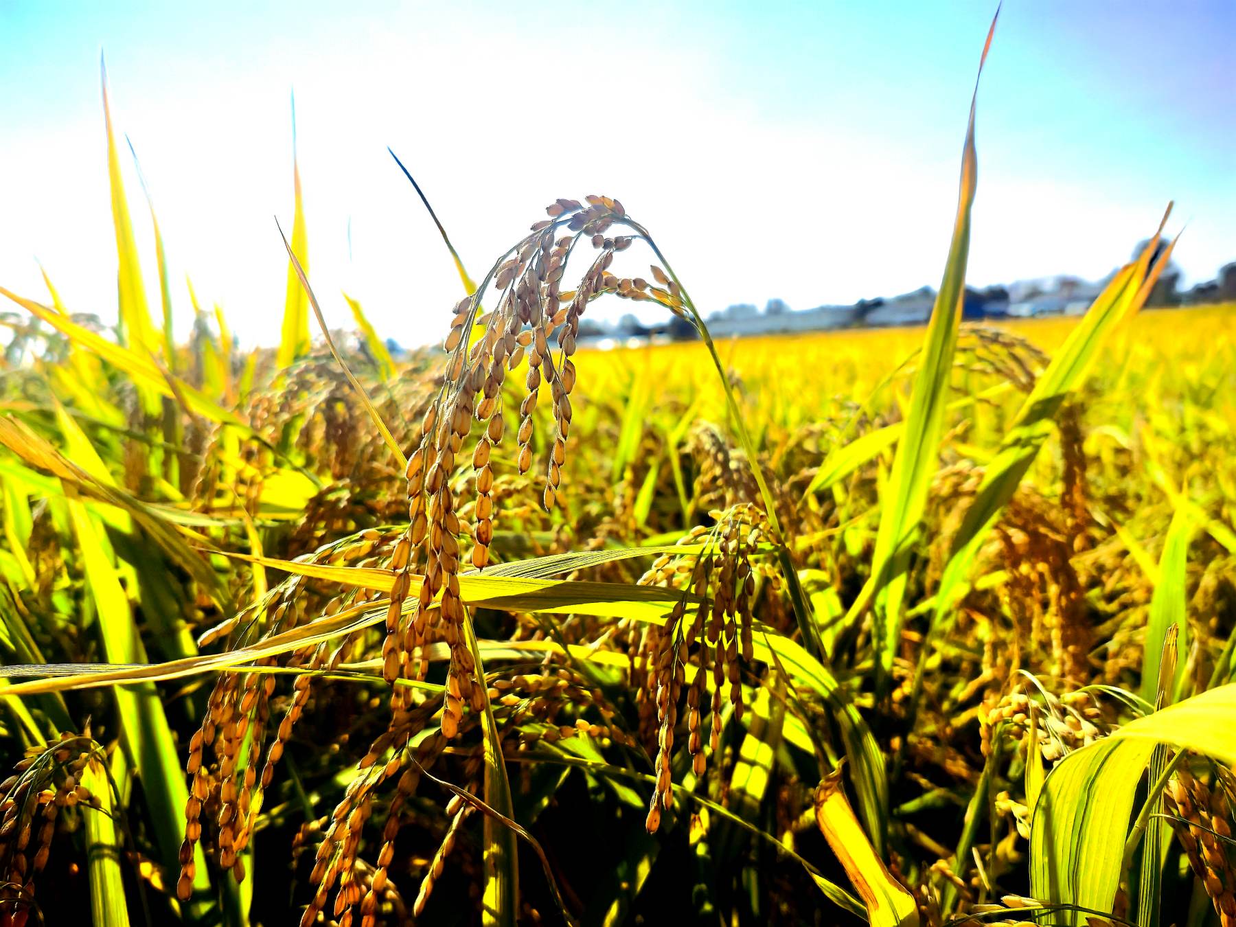 哈市香坊區成高子鎮以豐收底色繪就鄉村振興壯美答卷