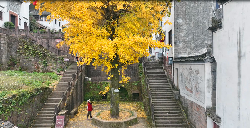 皖休寧縣：齊雲山上秋意濃   登高覽勝景更佳
