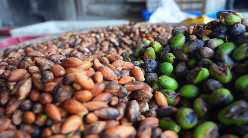 皖黟縣香榧產業迎來豐收「大年」