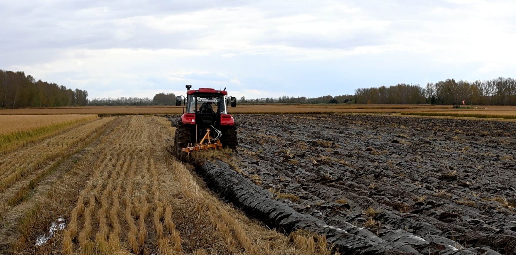 水田秋翻展新顏 北大荒江濱分公司黑色越冬迎豐年