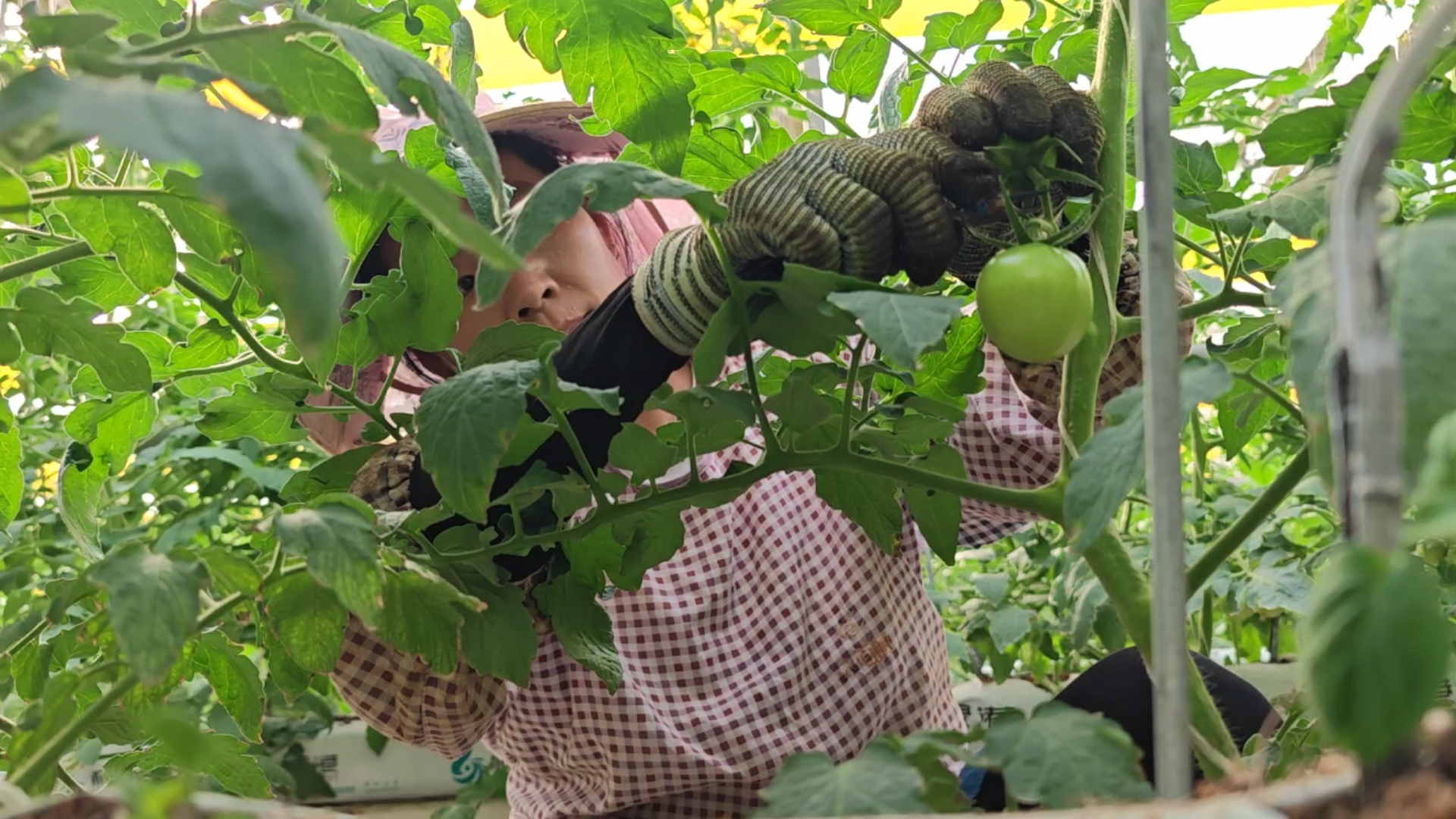 山東臨沂創新「四雁」孵化模式賦能鄉村振興新征程