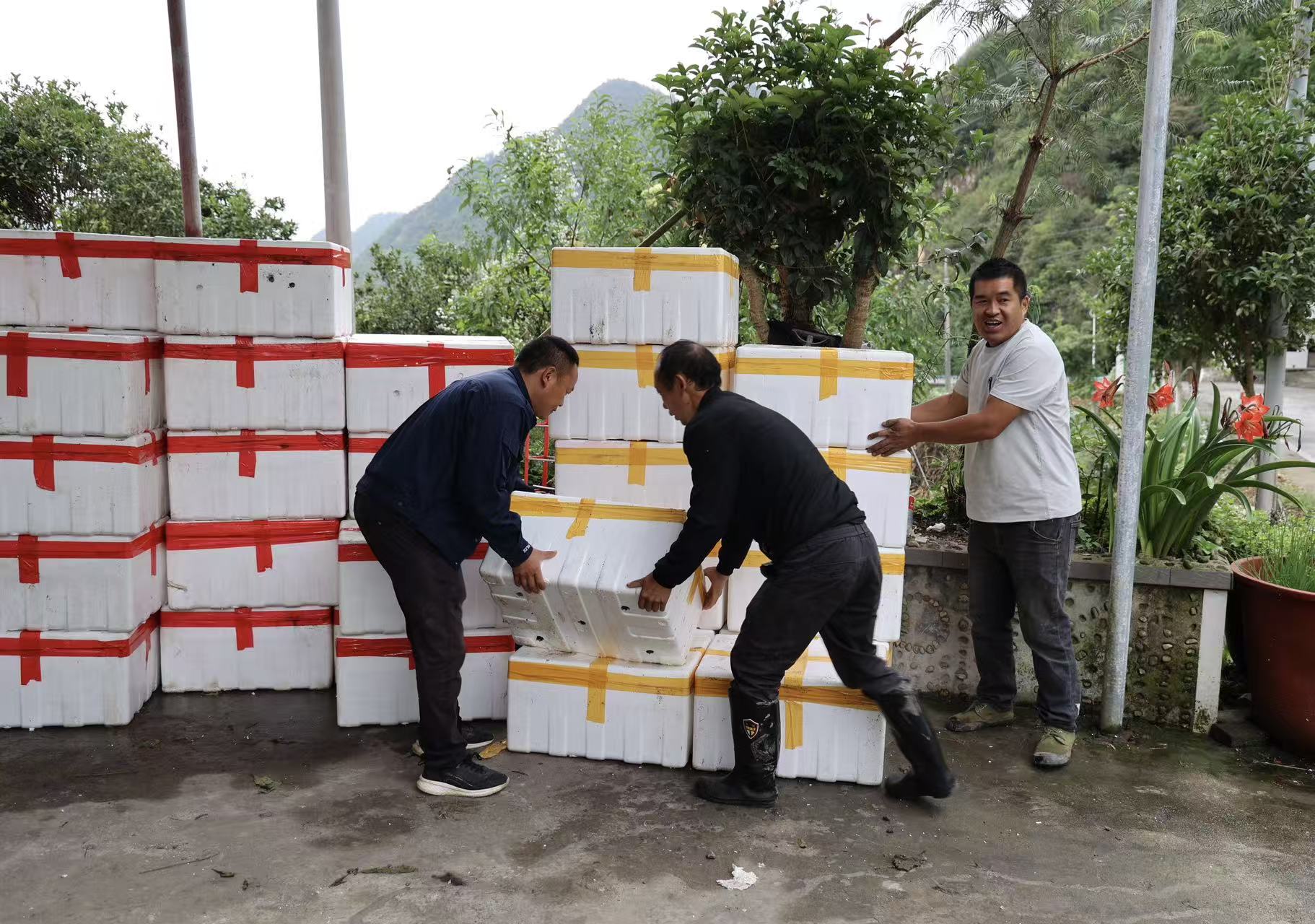 黔麻江：科技助力秋冬種 產業升級促振興