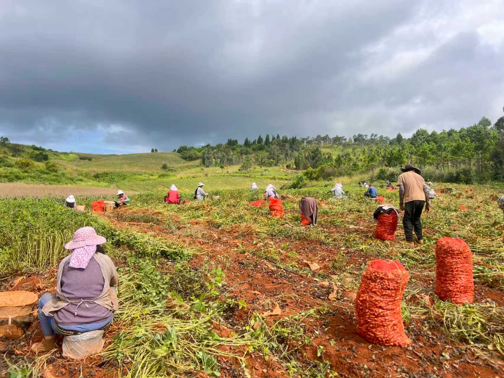 雲南硯山縣4.4萬畝花生迎豐收 特色產業點亮鄉村振興新圖景