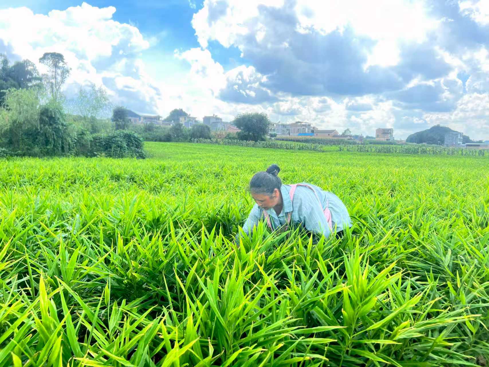 「姜」來可期！雲南硯山7.96萬畝生薑長勢喜人