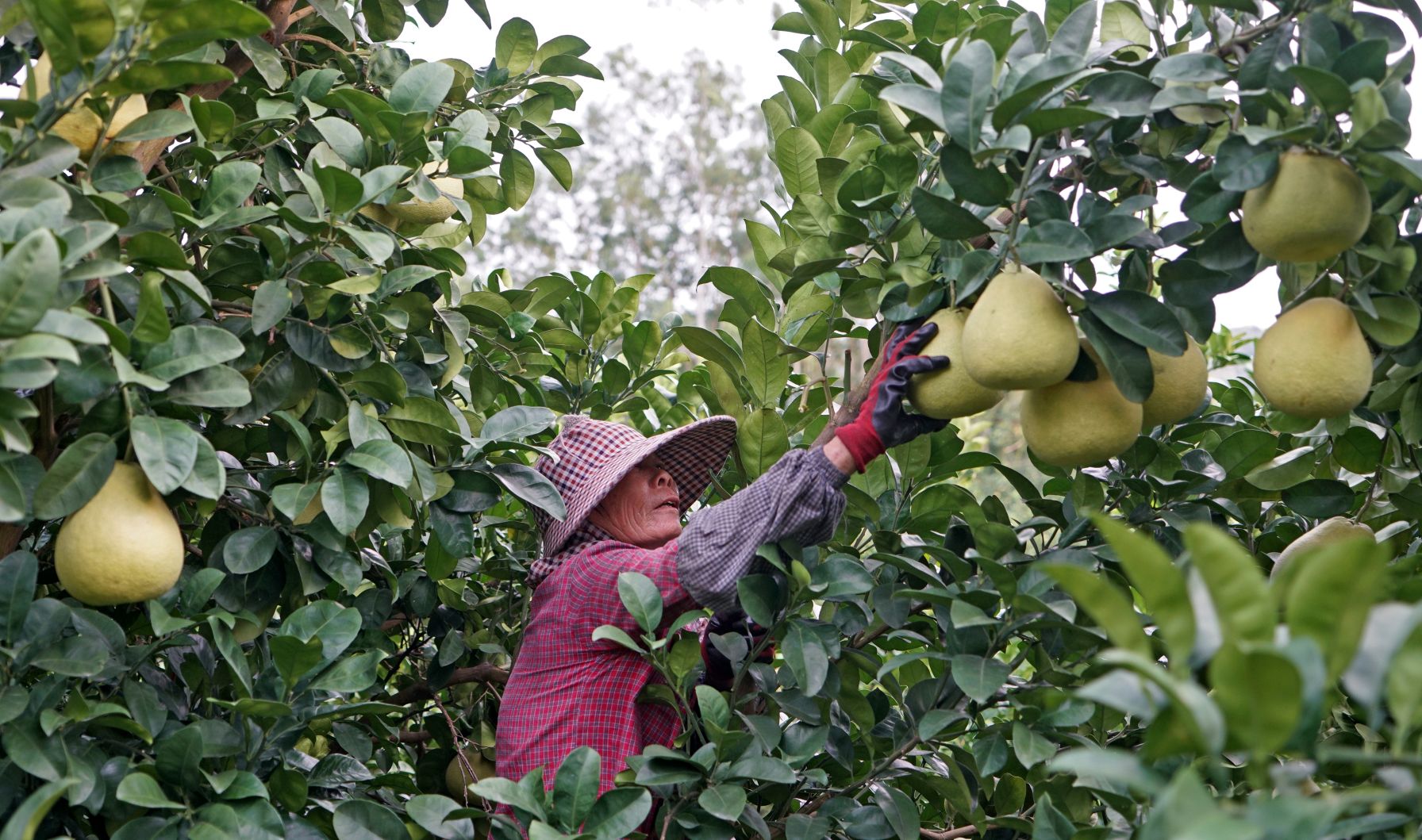 福建泉港：文旦柚豐收上市