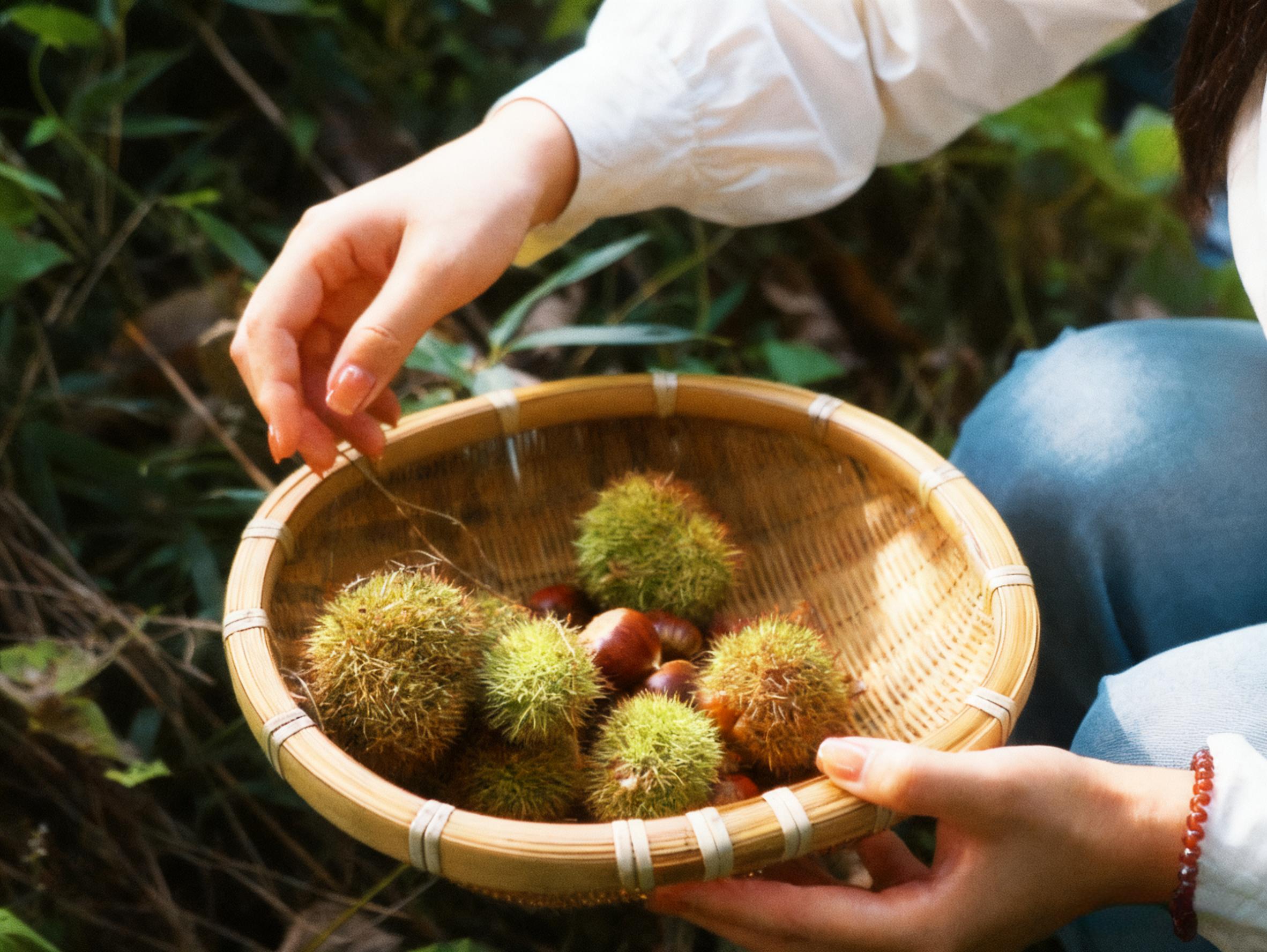 皖黃山區：新豐栗香引客來