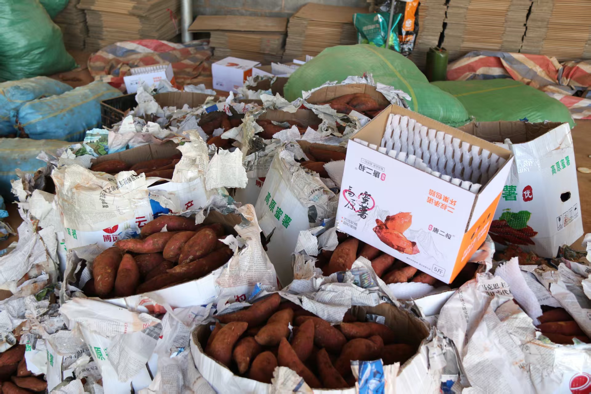 硯山稼依特色薯芋喜獲豐收