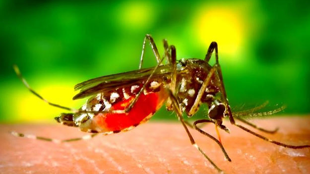 深圳疾控提醒市民：假期出行需謹防蚊媒傳染病