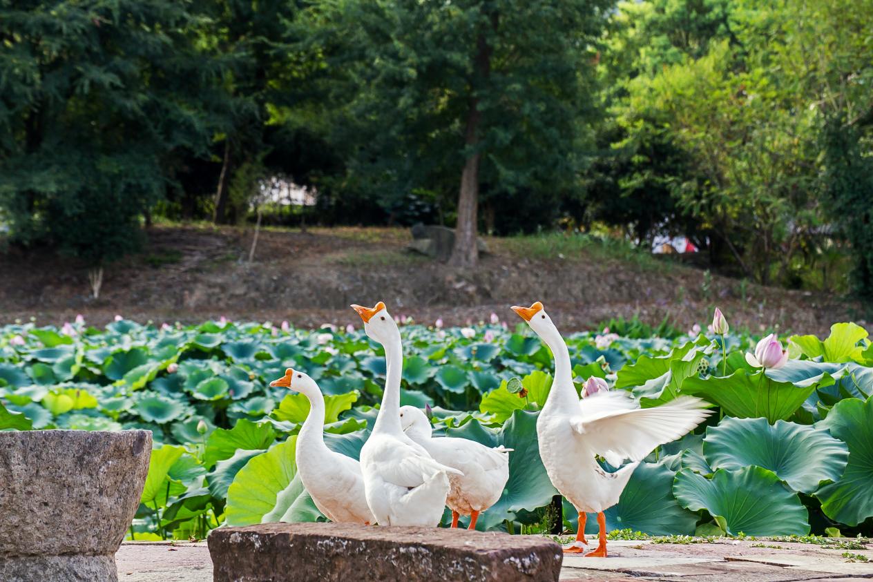 呈坎白鵝成「流量擔當」  皖徽州區古韻與新聲交相輝映