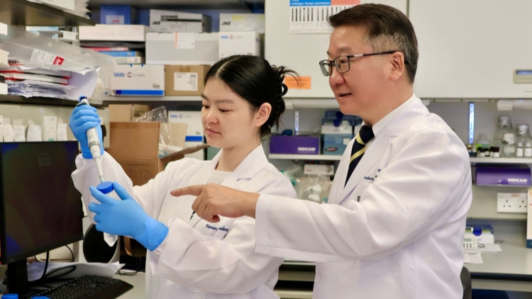 港大醫學院發現特定膳食油酸可增強抗癌免疫細胞功能