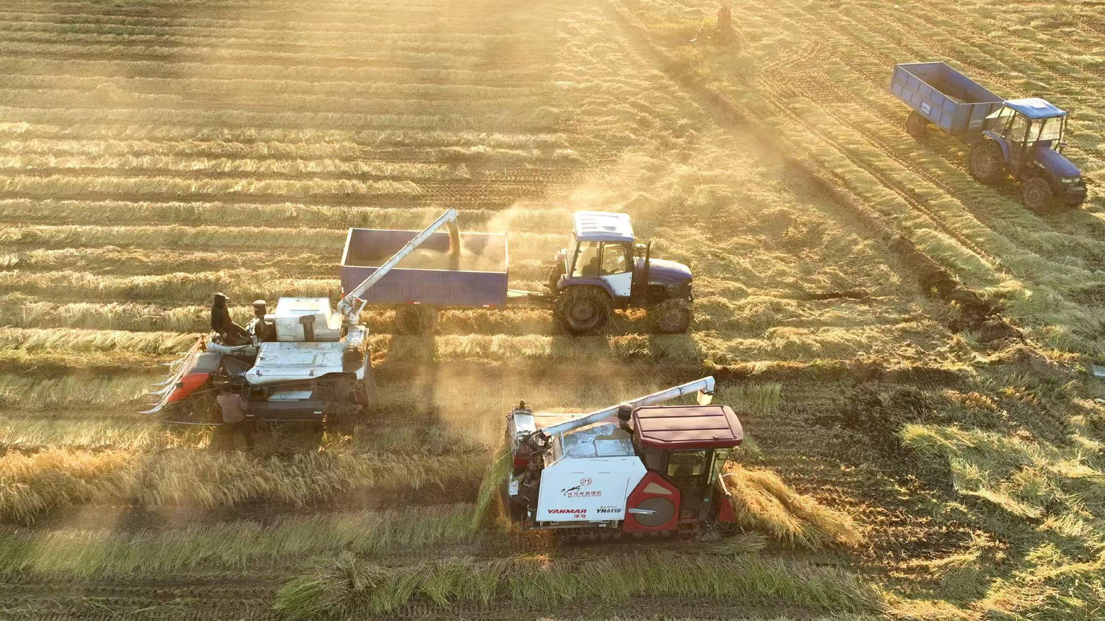 綏化：「北林香米」迎豐收 金秋大地繪就「豐」景圖