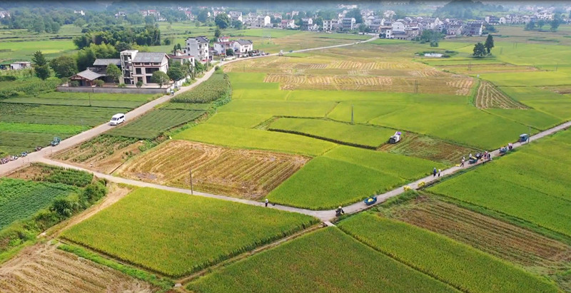 皖休寧縣：壓實耕地保護責任 促進糧食豐產豐收