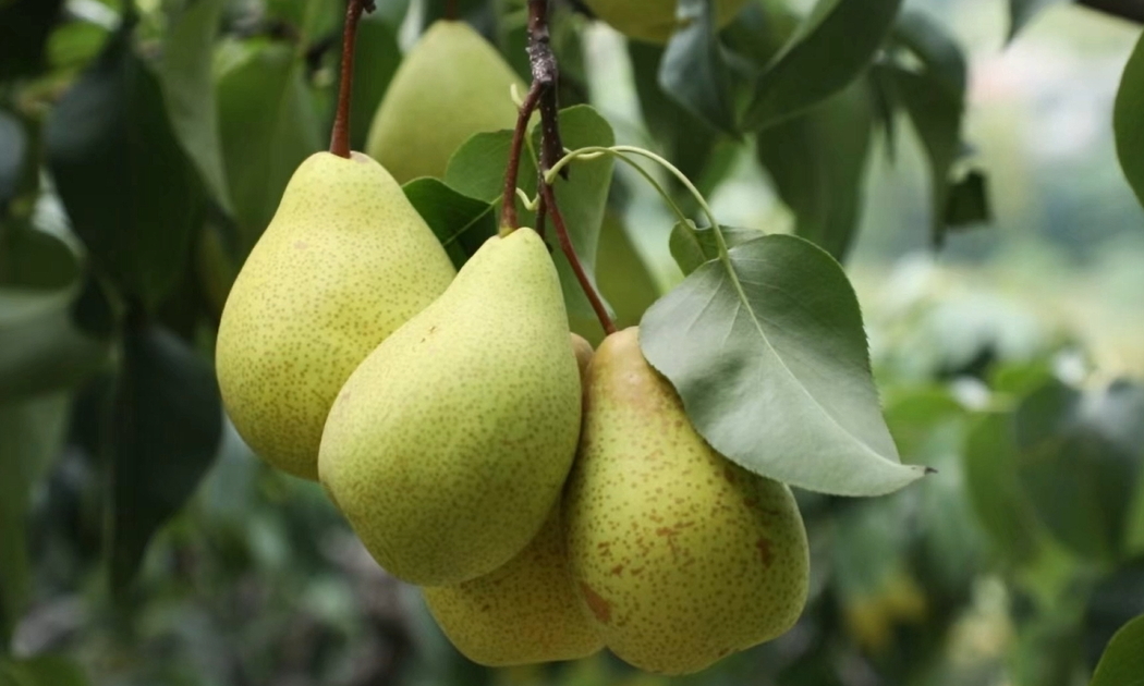 【視聽山東】香滿夏張