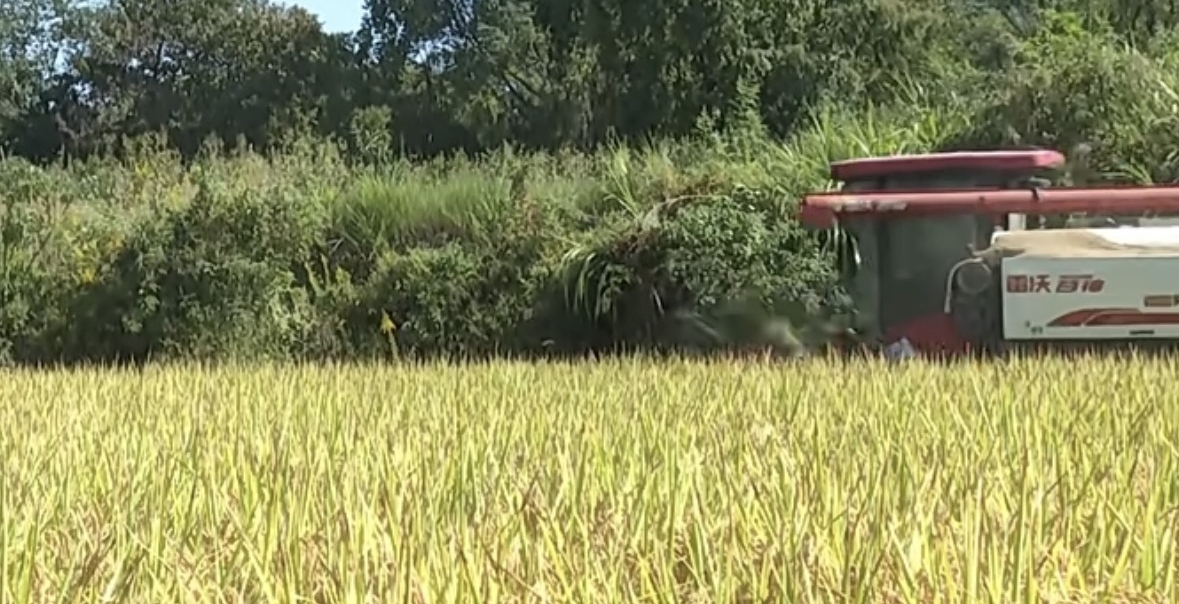 皖屯溪區：「示範田」喜豐收