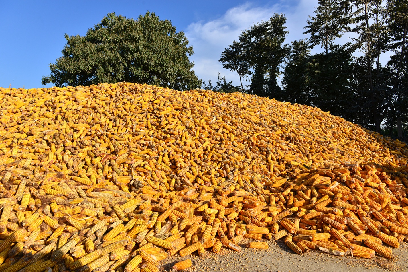 農業銀行河南汝州市支行奏響「三秋」服務「交響曲」