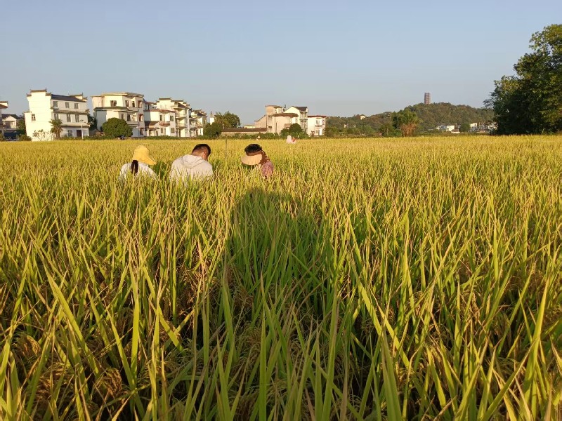 皖休寧萬安鎮：秋糧「一噴多促」 助力增產增收
