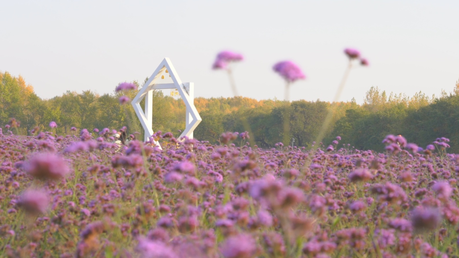 「感知幸福中國行」吉林篇（八）金秋漫步查干湖：記者探訪生態水岸，感受別樣湖光勝景