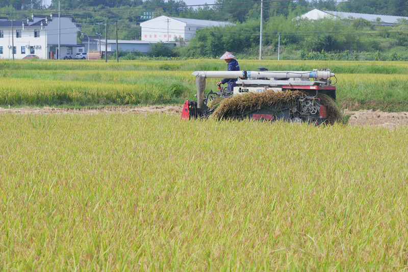皖屯溪奕棋鎮：守「糧」心夯「耕」基 推動「糧田變良田」